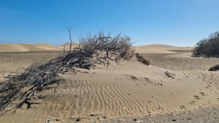 2023-GC--Mapalomas dunas-S123-160.jpg